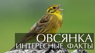 Птица Овсянка - интересные факты