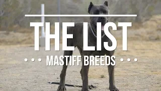 THE LIST: TOP MASTIFF DOG BREEDS