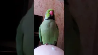 Talking parrot. Ringneck parrot Archie talking and parodies. Ожереловый попугай говорит и пародирует