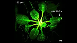 Neurotransmitters trigger defense responses in plants