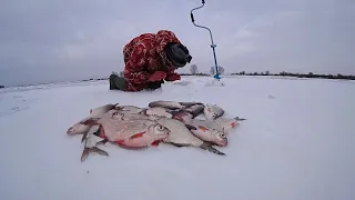 КИВОК В ПОЛ. КРУПНАЯ ГУСТЕРА В КАЖДОЙ ЛУНКЕ, НЕКОГДА ПРИСЕСТЬ!  Зимняя рыбалка на льду.