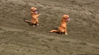 Cute four-year-olds compete in annual T-Rex race