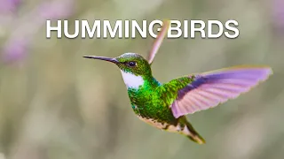 Nature's Fastest Wings: Hummingbirds in 4K!