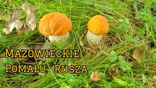 Po dwumiesiecznej suszy grzyby pomału zaczynają ruszać .....