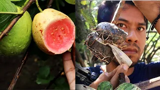 How to grow guava trees - Guava tree propagation by air layering