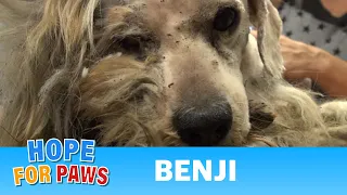 Hope For Paws: Benji was homeless his whole life... WATCH what happens next!  Please share.#dog