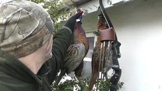 Traditional Bowhunting for pheasant from a blind, turkey style - Tales From the Willows - Tradlife