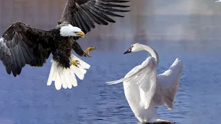 Eagle Vs Swan In Big Battle