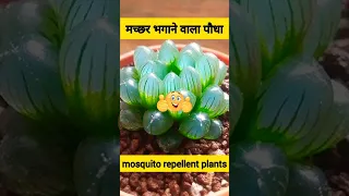 मच्छर भगाने वाला पौधा😱||mosquito repellent plants🌵 #shorts #short #viral