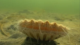 Must see: cute Clam / Sea Scallop swimming / jumping underwater. Морской гребешок. Almeja あさり 多头
