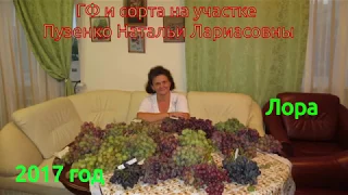 Лора- ранний виноград (Пузенко Наталья Лариасовна)