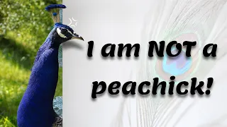 The Untold Stories Behind Peacock Feathers Revealed