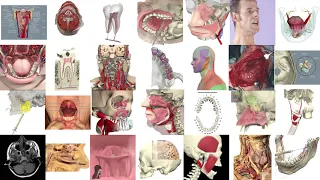 Primal’s 3D Dentistry Package