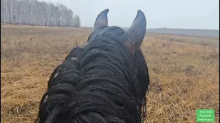 Жеребец Малыш под седлом. Прогулка по лесу. Погоня за табуном