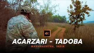 Jungle Safari in India 🇮🇳 | Agarzari Gate - Tadoba National Park, Maharashtra | India in 4k
