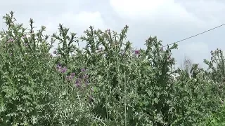 LES CHARDONS, plantes de survie épineuses 1ère partie