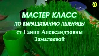 Гания Александровна Замалеева "Мастер класс по выращиванию пшеницы" (Видео 85)