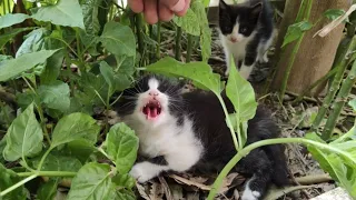 A Brave Kitten Wants To Defend Her Mother And Her Brother With A Hissing| So Cute.