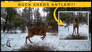 Deer Shedding Antler on Trail Cam Video (Bonus Slow-Mo Footage)