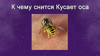 К чему снится Кусает оса – толкование сна по Соннику