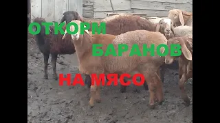 Откорм баранов на мясо