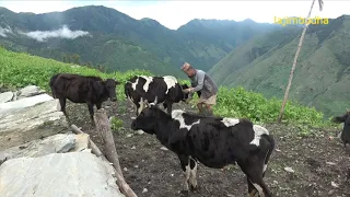 the pastoral life || chapter-12 || Nepal🇳🇵|| lajimbudha ||