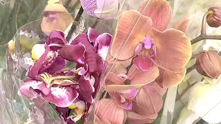 ЗАВОЗ новых орхидей / тележка роскошных орхидей не дорого ОБЗОР