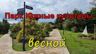 Парк Южные Культуры (Адлер): магнолия Суланжа уже цветёт!