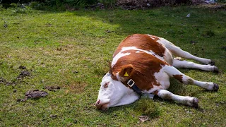 ‘Utter madness’: 700 ‘carbon-neutral’ cattle go to auction