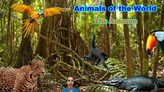 Animals of the World | The Amazon | Educational Videos for kids
