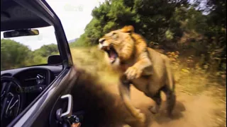 100 Moments Animal Go On A Rampage Attack Tourists Caught On Camera | Animal Fight