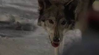 FROZEN Behind the Scenes Clip: "Wolves"