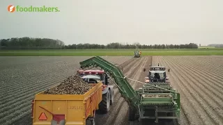 Hoe teel je aardappelen?