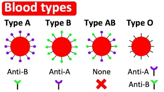 Blood types | Type A, B, AB & O | What's the difference?