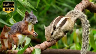 Squirrels Savagely Stealing Acorns | Spy In The Wild - Squirrel steals a fake nut