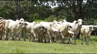 1° Dia de Campo Fazenda Cachoeira do taquaral - Bezerros Tabapuã 2023