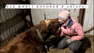 Фермерские будни. Делаем Фету в баночках и холодец из говядины. Кормим сенажом коров.