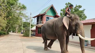 พาพ่อตูลูมากราบธาตุพ่อเล็กครับวันนี้