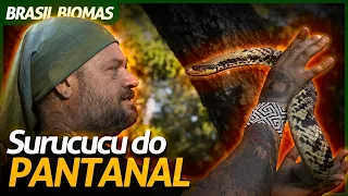 DOMANDO UMA SURUCUCU-DO-PANTANAL! | RICHARD RASMUSSEN