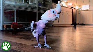 Rescued parrot loves to dance