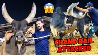 CHAND BAIL NE ATTACK KARDIA😱| WORLD BIGGEST CHAND BAIL | COW MANDI VLOG | MISHKAT KHAN