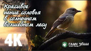 Красивое пение соловья для здоровья души и против стресса |  Beautiful nightingale singing