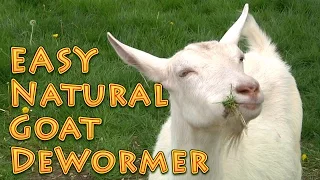 At Home Natural Goat DeWormer Goat Basics 101