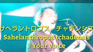 ♪Your voice／Sahelanthropus tchadensis  サヘラントロプス・チャデンシス／猫とはなフェス／LIVE SPACE C-moon／2024年 2月18日