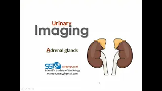 12 Urinary Imaging Adrenal glands - Prof. Dr. Mamdouh Mahfouz