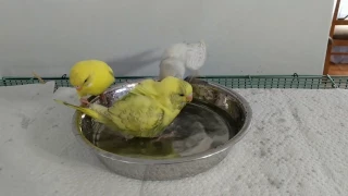 Baby Budgies Taking a Bath | 7 Week Old Baby Budgies