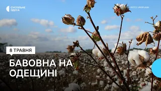 Сорти з Німеччини, США та Туреччини: в Одеській області вирощуватимуть бавовну