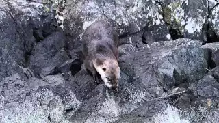 Otter Love