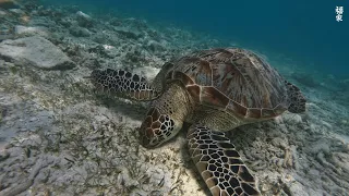Aquarium 4K VIDEO (ULTRA HD) 🐠 Beautiful Coral Reef Fish - Relaxing Sleep Meditation Music #79
