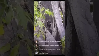 Guy filming live caught this little people trying to hide from him #littlepeople #fairy #livestream